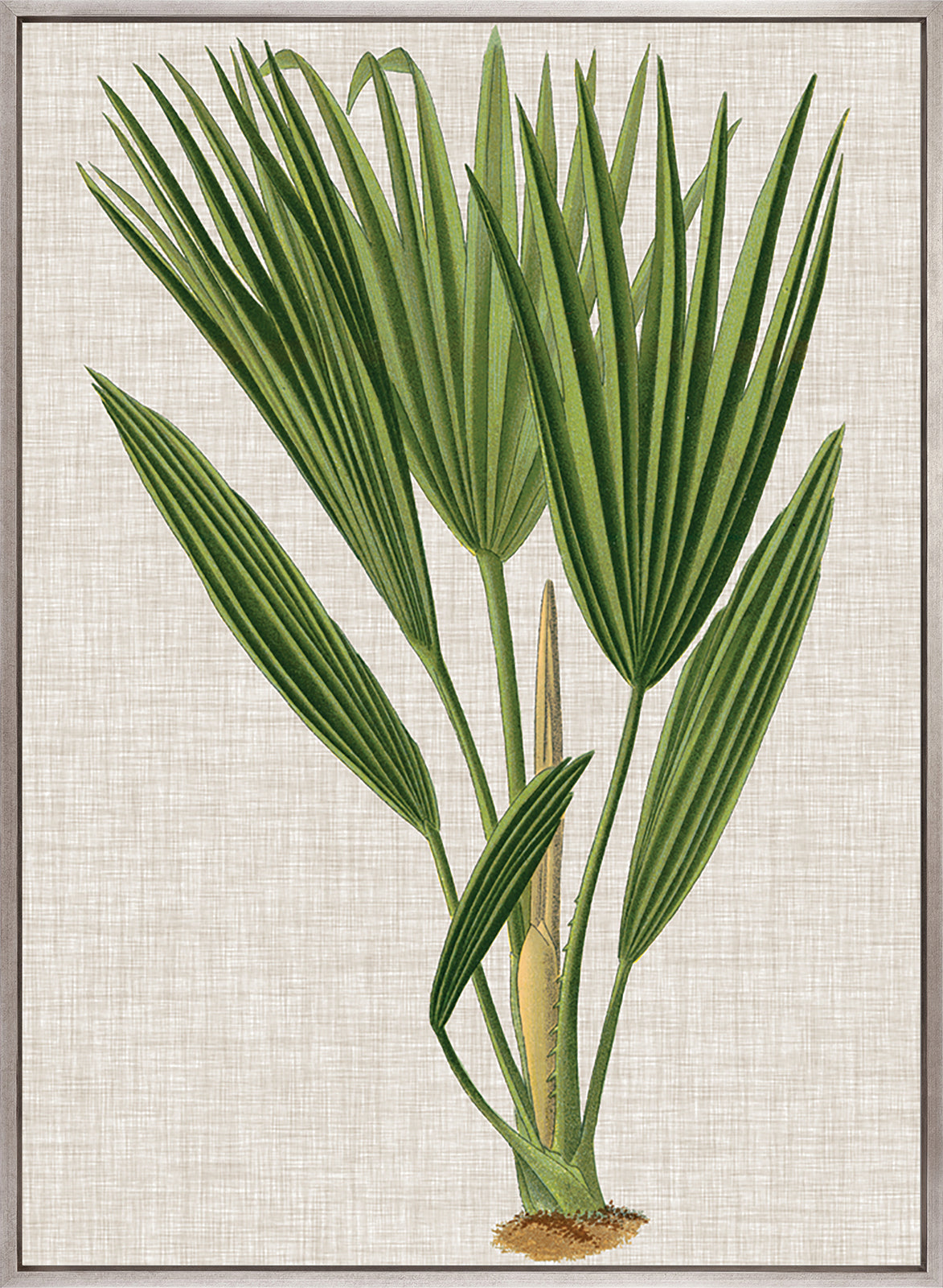 Tropical Evergreen VI (Canvas)