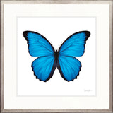 Emporio Butterfly I