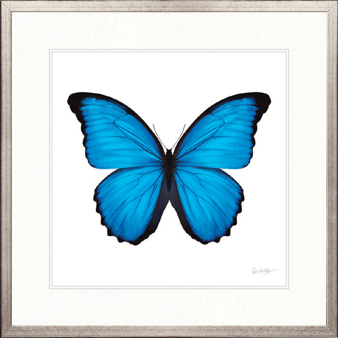 Emporio Butterfly I