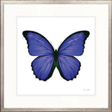 Emporio Butterfly II