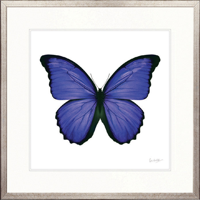 Emporio Butterfly II