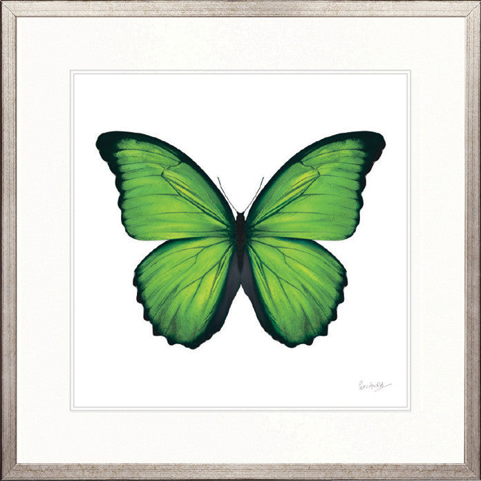 Emporio Butterfly III
