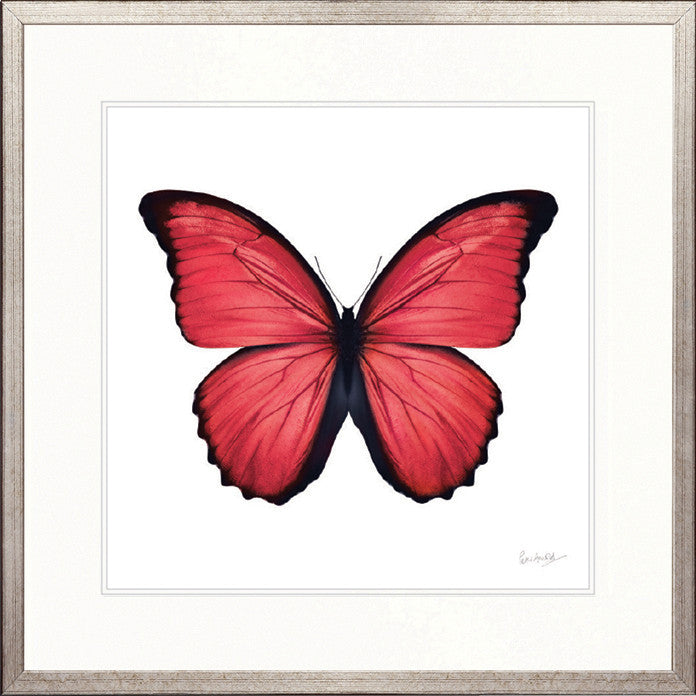 Emporio Butterfly IV