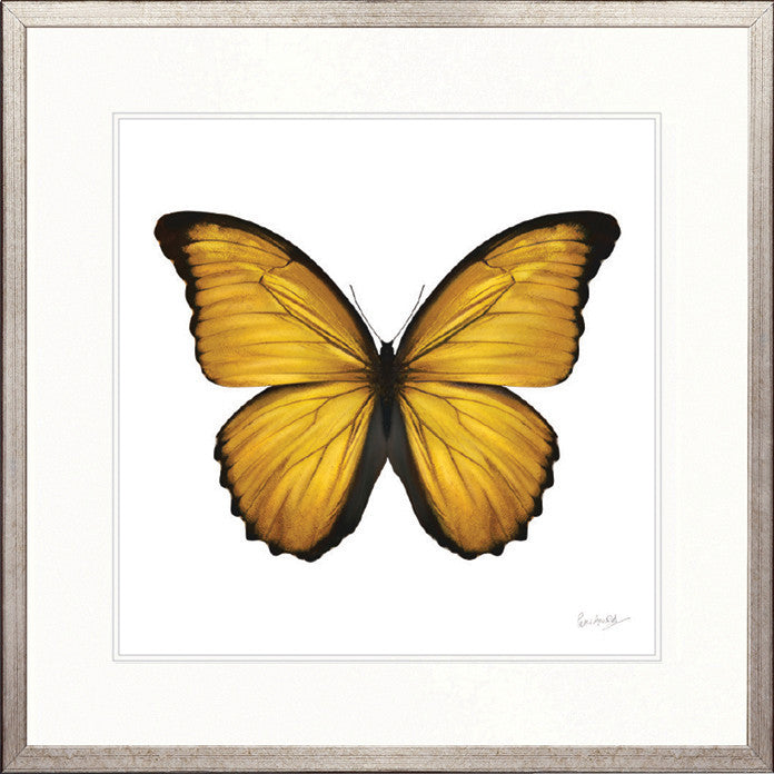 Emporio Butterfly VI