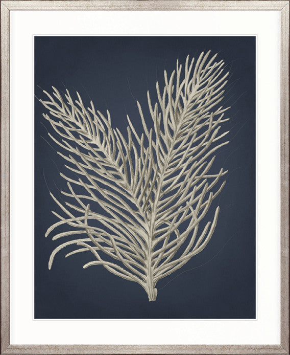 Coral Curiosity I