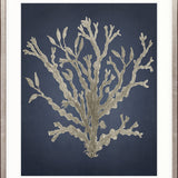 Coral Curiosity II