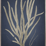 Coral Curiosity III (Canvas)