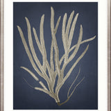 Coral Curiosity III