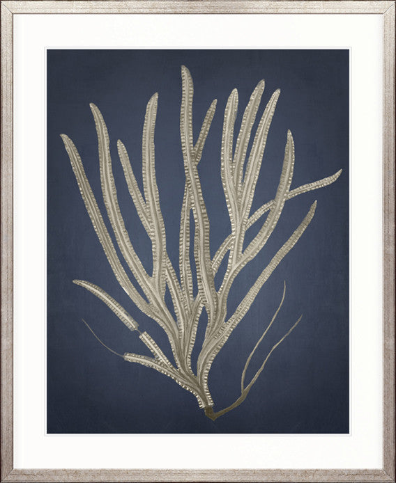 Coral Curiosity III