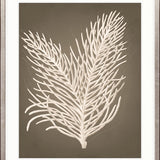 Coral Curiosity IV