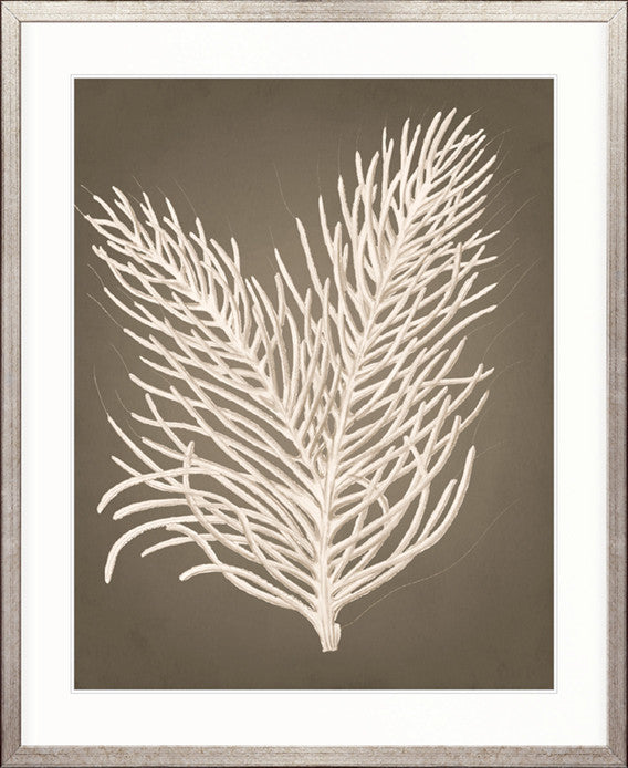 Coral Curiosity IV
