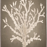 Coral Curiosity V (Canvas)