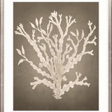 Coral Curiosity V