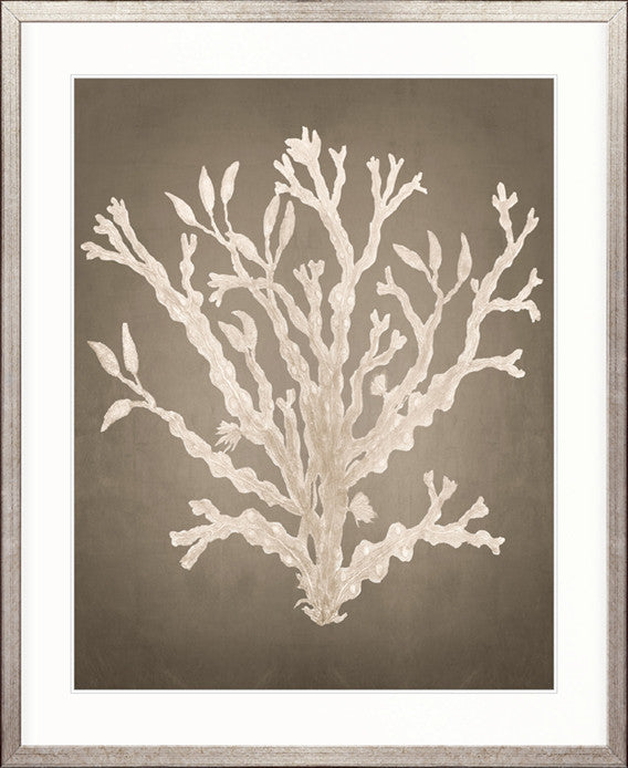 Coral Curiosity V