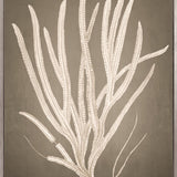 Coral Curiosity VI (Canvas)