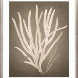 Coral Curiosity VI