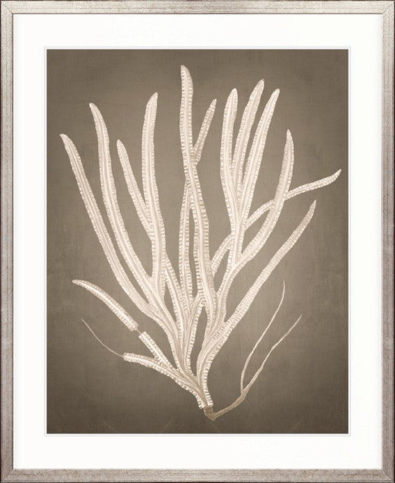 Coral Curiosity VI