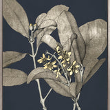 Botanical Etching III (Canvas)