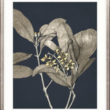 Botanical Etching III