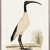 Waterbirds I (Canvas)