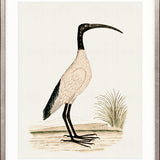Waterbirds I