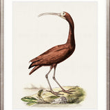 Waterbirds II