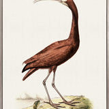 Waterbirds II (Canvas)
