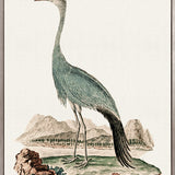 Waterbirds III (Canvas)