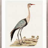 Waterbirds IV