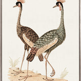 Waterbirds V (Canvas)