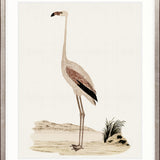 Waterbirds VI