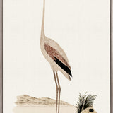 Waterbirds VI (Canvas)