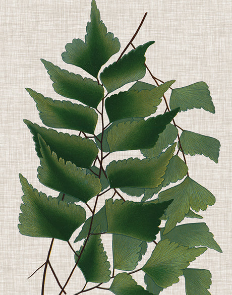 Tropical Evergreen II (Canvas)