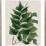 Tropical Evergreen II