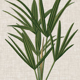 Tropical Evergreen III (Canvas) Large (903mm W x 1109mm H)