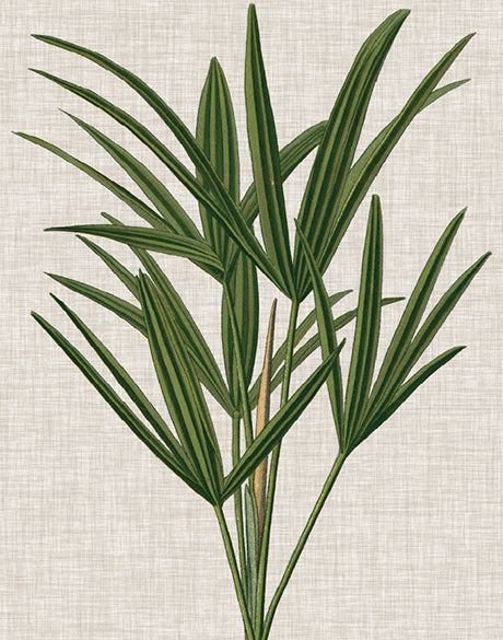 Tropical Evergreen III (Canvas)