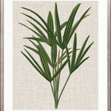 Tropical Evergreen III