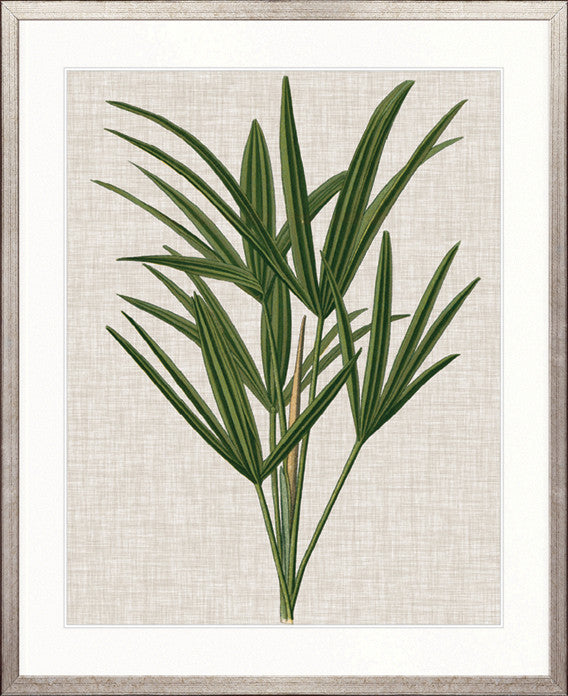 Tropical Evergreen III