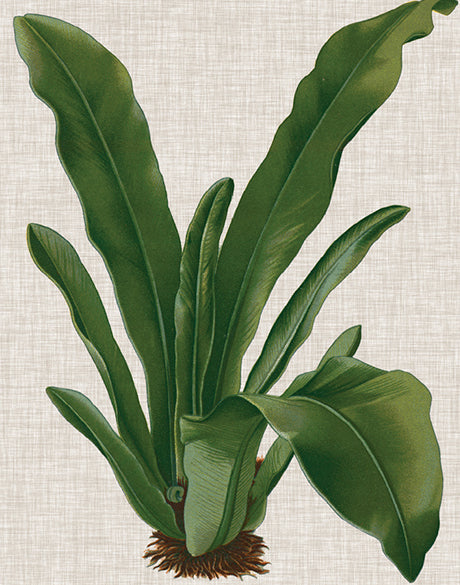 Tropical Evergreen IV (Canvas)