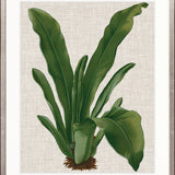 Tropical Evergreen IV