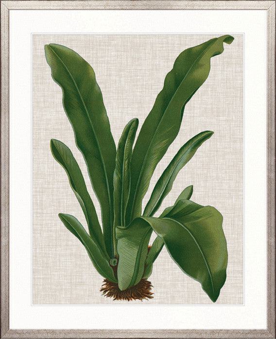 Tropical Evergreen IV