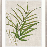 Tropical Evergreen V