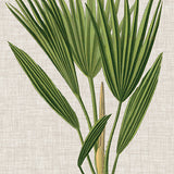 Tropical Evergreen VI (Canvas) Large (903mm W x 1109mm H)