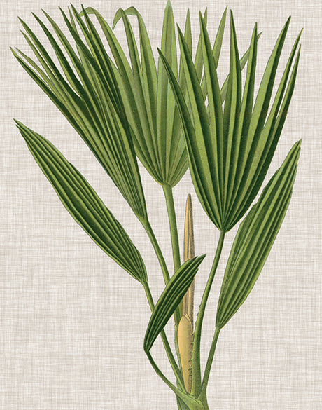 Tropical Evergreen VI (Canvas)