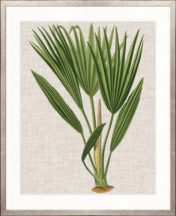 Tropical Evergreen VI