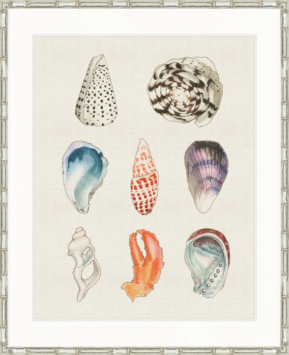 Seashell Collage II