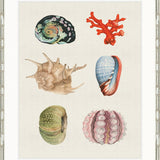 Seashell Collage IV