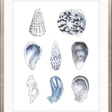 Seashell Collage VI