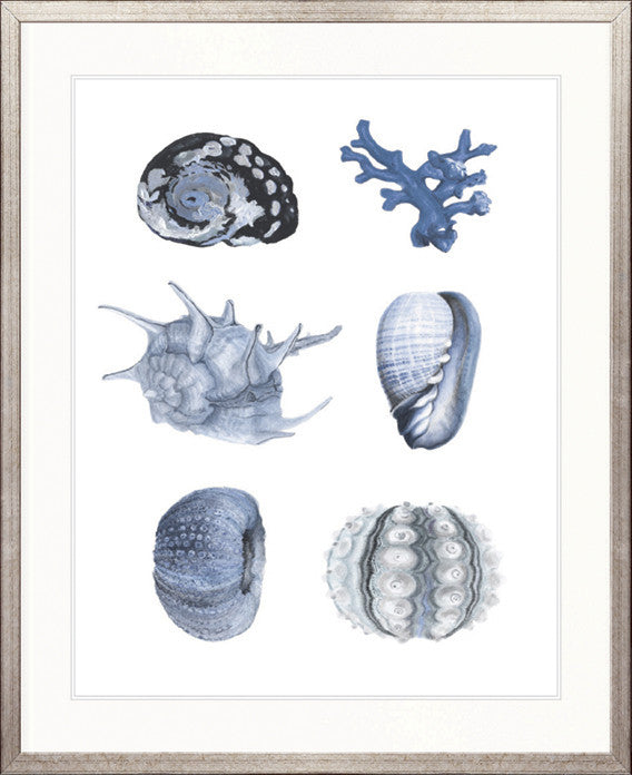 Seashell Collage VIII