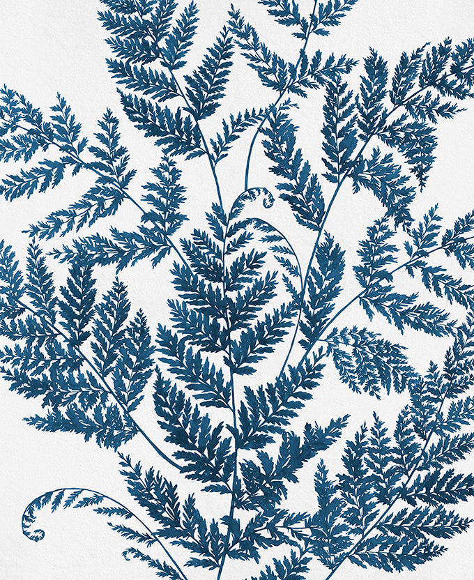 Fern Whisper I